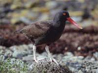 black-oystercatcher